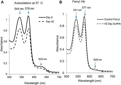 Impact of cold storage on the oxygenation and oxidation reactions of red blood cells